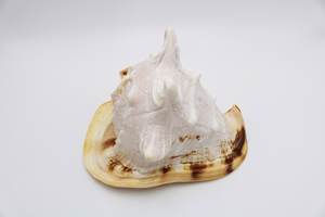 Coquille de conque naturelle de grande taille, coquille de Cassia, coquille de Cassia cornuta, coquille de mer de grande taille - Product Image 5