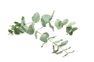 Huile essentielle d'eucalyptus pure, distillée à la vapeur, certifiée GMP - Product Image 3