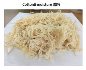 Alga Eucheuma Cottonii / Alice +84 904 183 651 - Product Image 4