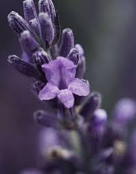 Exportador a granel de aceite esencial de lavanda puro a granel - Product Image 6