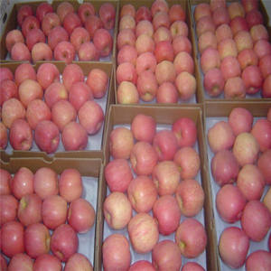 Manzanas Rojas Gala Orgánicas Frescas Más Vendidas, Sabor Crujiente y Dulce, Calidad Premium, Alto Contenido de Vitamina C - Product Image 2