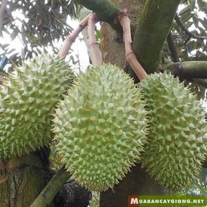 Meilleur Prix Durian Roi des fruits-King Durian - Product Image 5