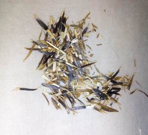 Semillas de Marigold - Semillas de Calendula Officinalis - Semillas de Genda - Product Image 4