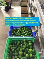 Export van zaadloze limoenen, verse kwaliteit A, ISO-gecertificeerd, Vietnam oorsprong, KME merk, 3cm formaat, tegen een prijs van…