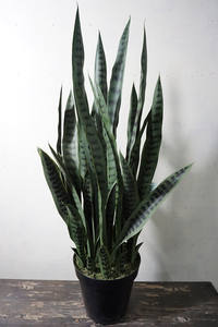 <span class=keywords><strong>Planta</strong></span> Artificial <span class=keywords><strong>de</strong></span> Interior, Bonsái <span class=keywords><strong>de</strong></span> Plástico, <span class=keywords><strong>Planta</strong></span> <span class=keywords><strong>Serpiente</strong></span>/Sansevieria/Agave, Ecológica, Duradera, Sin Necesidad <span class=keywords><strong>de</strong></span> Cuidado - Product Image 4