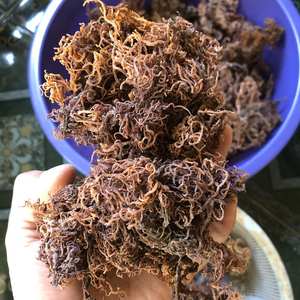 Raw <b>Sea</b> <b>Moss</b> for Making <b>Sea</b> <b>Moss</b> <b>Gel</b>/ Wholesale <b>Irish</b> SeaMoss/ Dried Eucheuma Cottonii Ms. Lily - Product Image 4