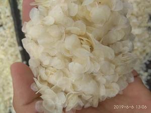 ESCALAS DE TILAPIA DE PESCADO SECO para la producción de gelatina con el mejor precio en Vietnam Balanza de pescado de tilapia descalcificada + 84815570479 - Product Image 2