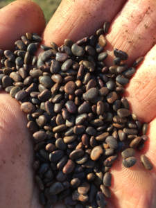 Sven + 84 966722357 Árbol de argán seco/Semillas de Lebbek/Productos de higiene femenina Fructus Gleditschiae secos Hecho en Vietnam - Product Image 4