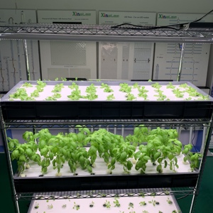 Système de culture hydroponique de micro-légumes avec éclairage LED, étagère en fil d'acier <span class=keywords><strong>Koray</strong></span> GK12045 G12045 2021 - Product Image 4
