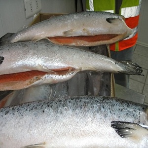 Envasado al Vacío Orgánico Grado a Filete de Pescado de Salmón del Atlántico Congelado Entero con Cabeza de Salmón - Product Image 1