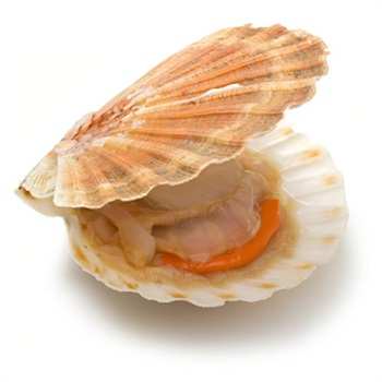 quality frozen boiled whole scallop meat seafood shellfish