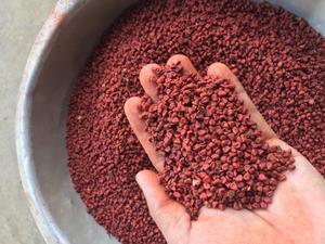 Semilla de annato seco de alta calidad, grano rojo Natural sin añadir alto valor nutritivo, mejor precio, Shyn Tran + 84382089109 - Product Image 4