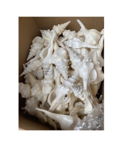 Pendentif en forme de coquille naturelle, fabrication depuis le Vietnam, 100% - Product Image 1