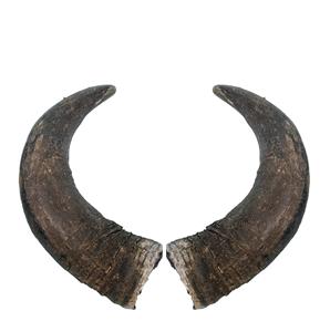 Buffle Paire Corne Artisanat Hôtel Décoratif Meilleur Design pour Naturel et Poli pour la Vente - Product Image 3