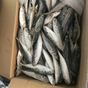 Vietnam dondurulmuş Layang yuvarlak Scad tüm round_FISH yem