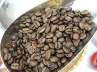 Café en grains torréfiés de qualité supérieure pour les importateurs coréens +84 796855283