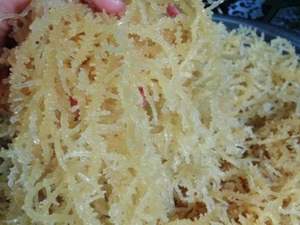 สาหร่ายไอริชมอส (Eucheuma Cottonii) แบบแห้ง บรรจุภัณฑ์แบบขายส่ง - Product Image 5