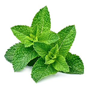 Aceite Esencial de Menta de Maíz 100% Puro de Grado Cosmético, Certificado GMP, Destilado al Vapor, para Limpiar la Piel, India, 1L - Product Image 4