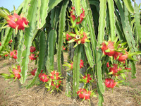 Vers Wit Vlees Drakenfruit Zoete Pitaya Stijl Natuurlijke Oorsprong Soort Vleesvariëteit Grade Fruit-Whatsap 0084 989 322 607