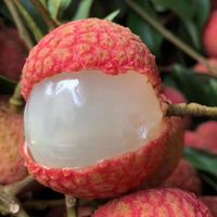 Verse Lychee/Litchi/Lichee/Lichi Beste Fruit In Vietnam 2021/Vicky + 84 90 393 1029