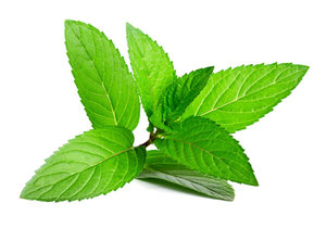 Huile essentielle de menthe poivrée naturelle pure en vrac huile de menthe poivrée de qualité thérapeutique pour huile de menthe poivrée de marque privée pour diffuseur - Product Image 4