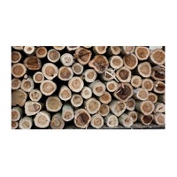 Vente en gros de grume en bois d'acacia 100% naturel bon marché du Vietnam bonne qualité à faible taxe usine directe