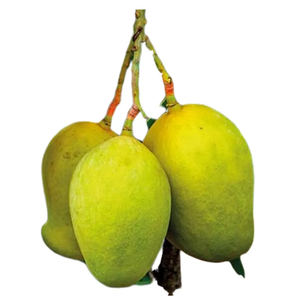 Сушеное манго на Шри Ланке цена.