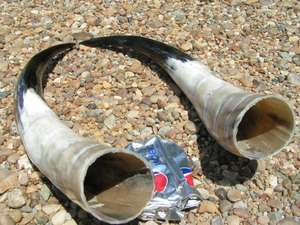 <b>Buffalo</b> <b>Horn</b> for Pair <b>Horn</b> Factory India Handicraft Piece and Best Quality Polished for Hot Product - Product Image 5