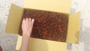 โป๊ยกั๊กแบบพรีเมี่ยมทั้งธรรมชาติโป๊ยกั๊กเวียดนามแห้ง - Product Image 3