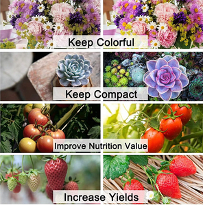 Kapalı LED bitki büyümek şerit ışıklar 5050 SMD 16.4ft su geçirmez şerit ışık ile 12V adaptör sera hidroponik için - Product Image 6