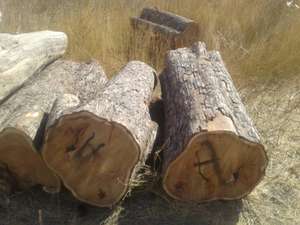 Vaneer White Oak Timber <b>Logs</b> for Outdoor Use - Product Image 4