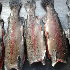 Pescado de trucha congelada, la mejor calidad - Product Image 2