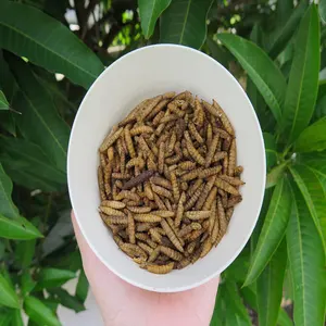 Larva seca con mosca para alimentación Animal, soldado negro inteligente e innovador, 100g, con nutrientes y minerales sin aditivo