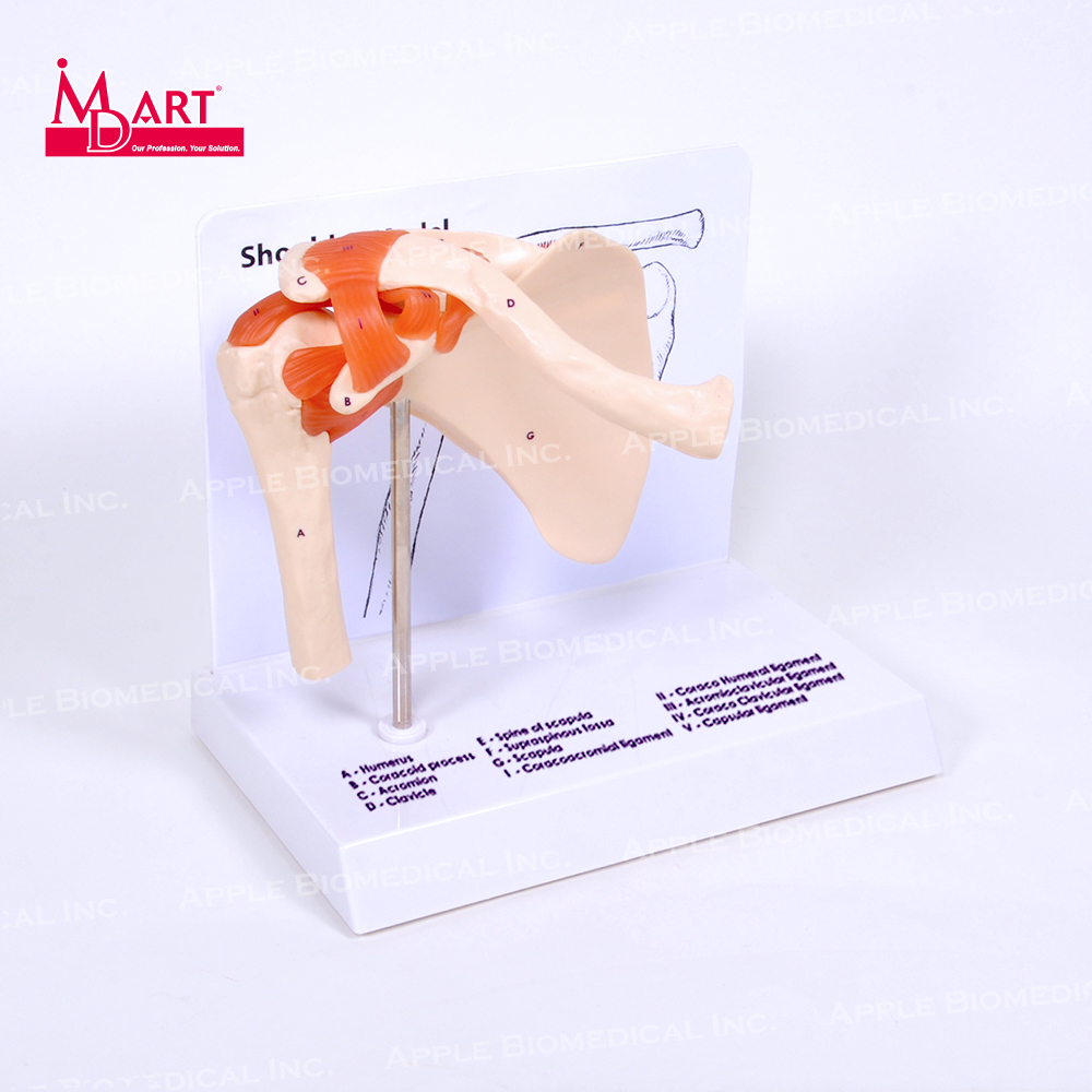 Friendly material human shoulder bone model with ligament and scientific name