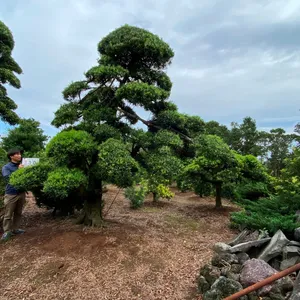 Pohon Bonsai