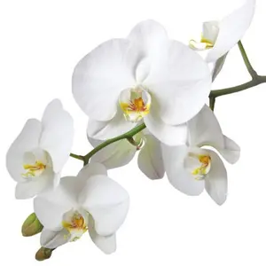 Оптовый поставщик масла орхидеи из Индии, надежный производитель орхидеи из Индии