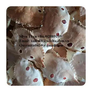 干蟹壳用于制作装饰/盘子在餐厅 // Shyn Tran + 84382089109