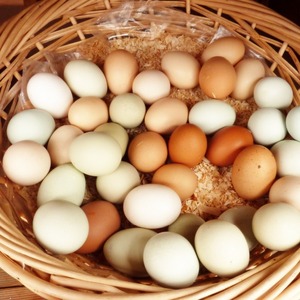 EGGS
