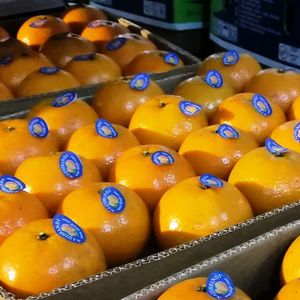 Nqshbandi — hinin Orange du Pakistan, origine japon, Orange - Product Image 4