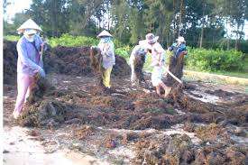 Sargassum-fabricante grande de algas marinas, alta calidad, 2021 nuevo, 84795877933 - Product Image 5