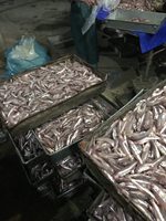 Anchois/Sardines Congelés BQF Entiers Naturels en Vrac du Vietnam – Prix Compétitif pour le Marché Africain – Grade A 5-7cm