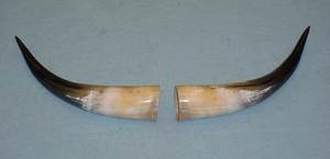 Cornes de buffle 100% naturelles, cornes de bœuf naturelles, avec embout en laiton, taille personnalisée, prix bas et abordable - Product Image 5