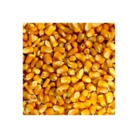 Semillas de maíz amarillo sin pegamento, calidad 100% Natural, para aves de corral, comida de animales, precio al por mayor