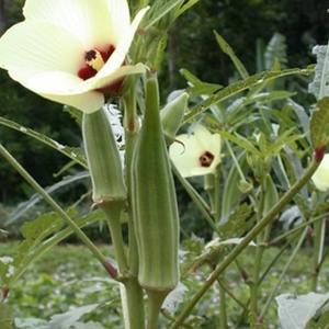 Promoteur de croissance des végétaux produits - Product Image 5