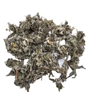 Hojas secas de mugwort natural, hojas de té saludable