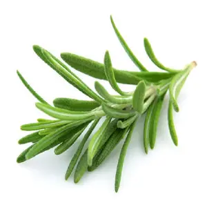 Minyak Rosemary/Ekstrak/Bubuk untuk Perawatan Rambut