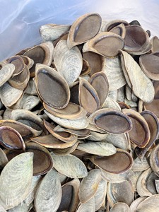 Cheap Wholesale Murex Operculum - Product Image 6