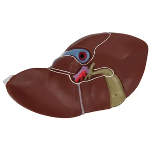 Menschliche Leber mit Gallenblase labor oder Lehr biologie menschliches Anatomie modell Radikal