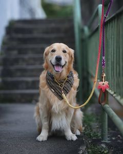 Wholesale Luxury Large Leash Modern Dog Leashes Ombre Cotton Rope Dog Leash Direct From Indian Factory - Product Image 2