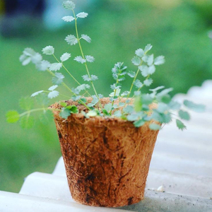 Macetas de Fibra de Coco Pequeñas, Medianas y Grandes para Semilleros, Cultivo de Plántulas, Macetas Naturales para Agricultura - Product Image 6